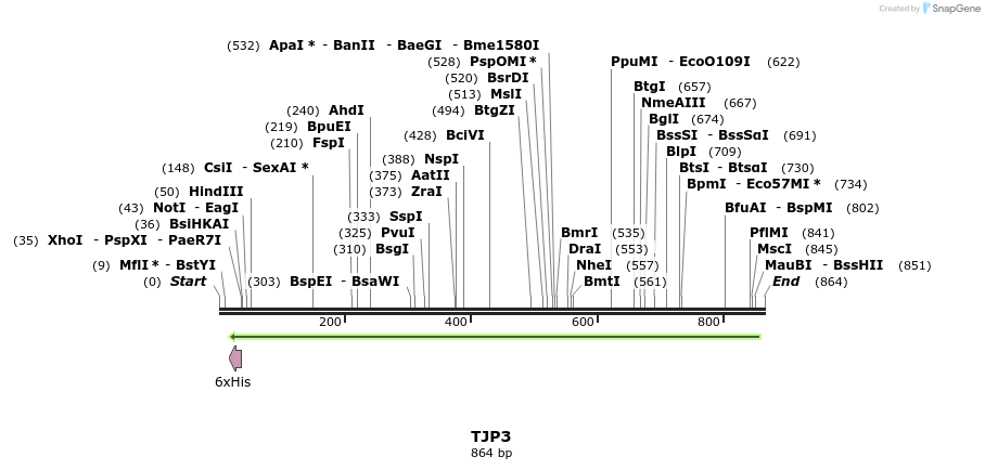 31393_map