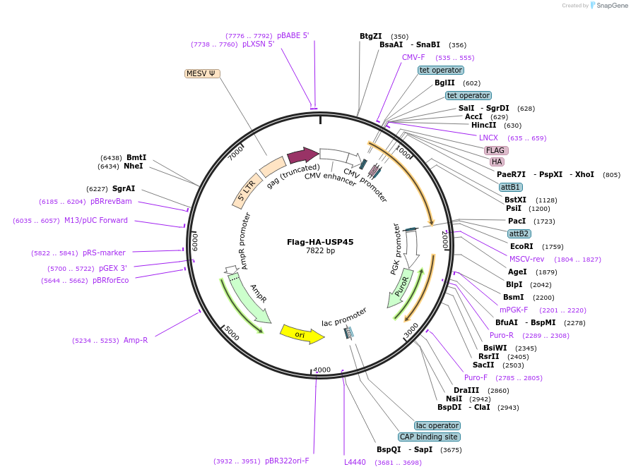 22605-plasmid-map-sequence-id-313931