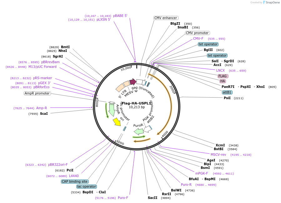 22607-plasmid-map-sequence-id-313932