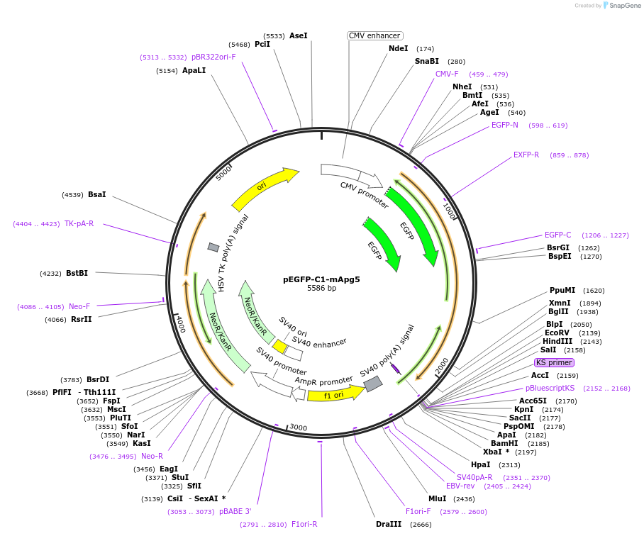 22958-plasmid-map-sequence-id-313934