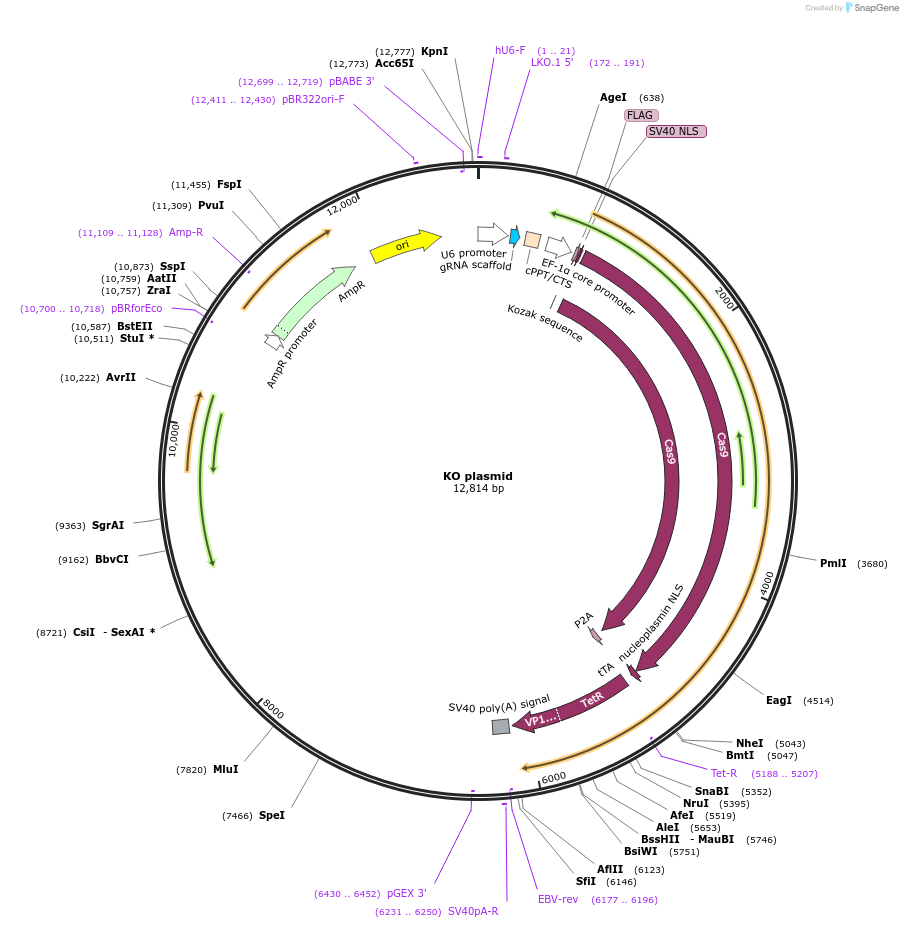 135970-plasmid-map-sequence-id-313936