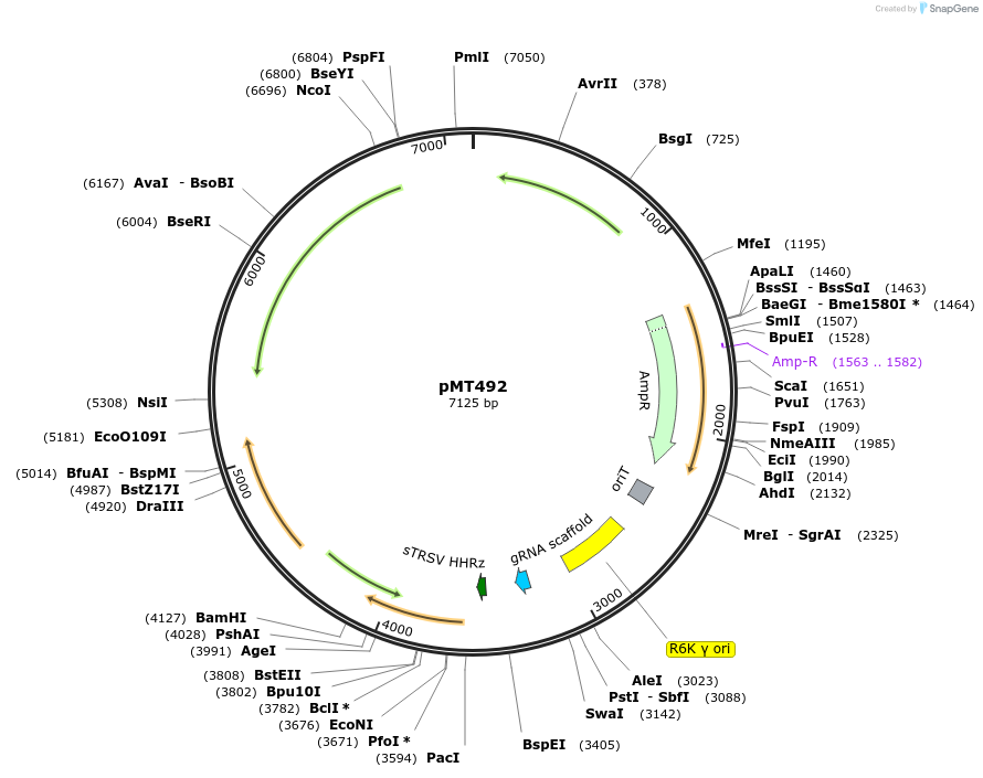 139397-plasmid-map-sequence-id-313938