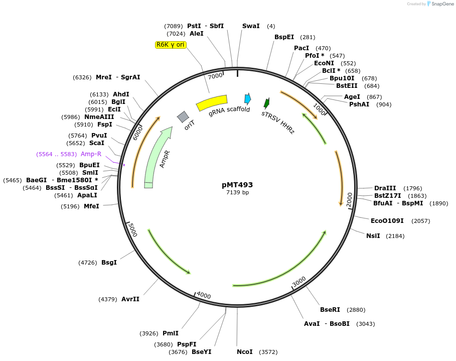 139398-plasmid-map-sequence-id-313939