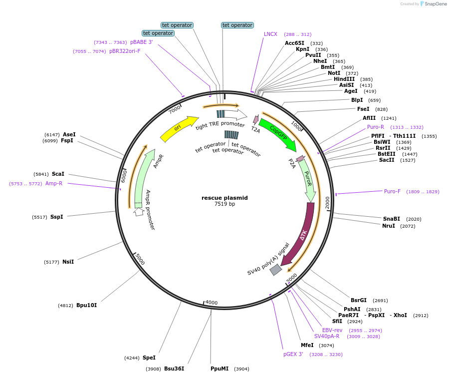 135971-plasmid-map-sequence-id-313940