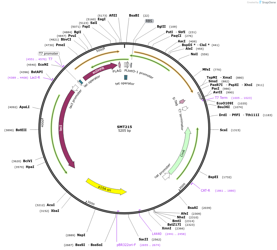134818-plasmid-map-sequence-id-313944