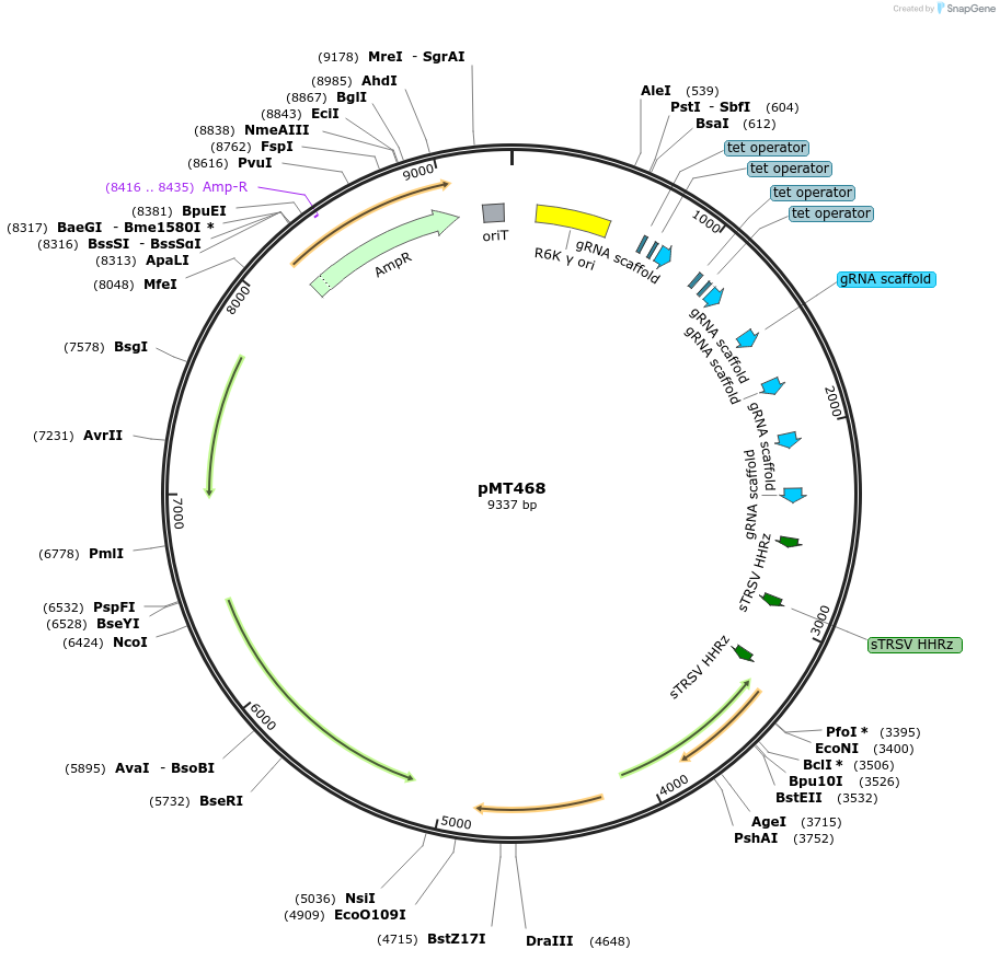 139394-plasmid-map-sequence-id-313946