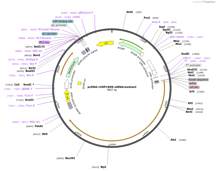 155251-plasmid-map-sequence-id-313953