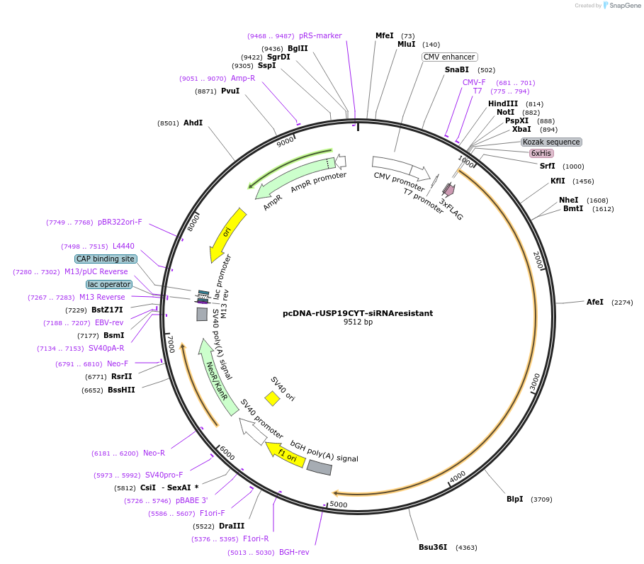 155252-plasmid-map-sequence-id-313955