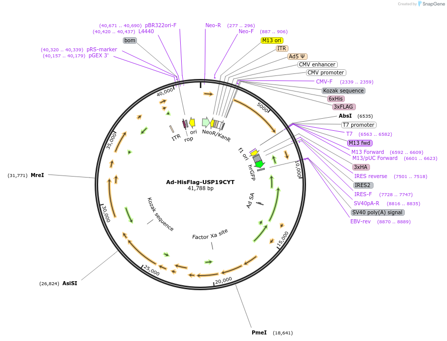 155245-plasmid-map-sequence-id-313957
