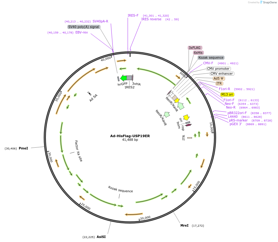 155244-plasmid-map-sequence-id-313959