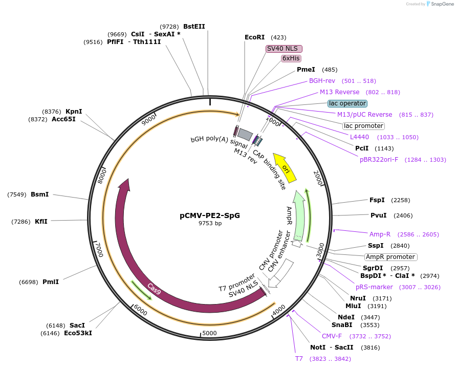 159978-plasmid-map-sequence-id-313965