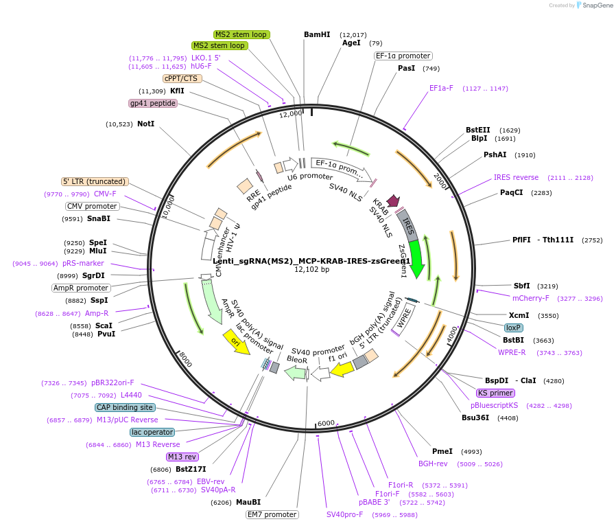 138460-plasmid-map-sequence-id-313967