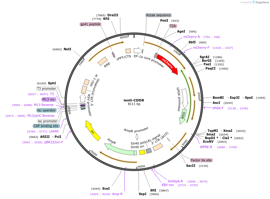 149355-plasmid-map-sequence-id-313968