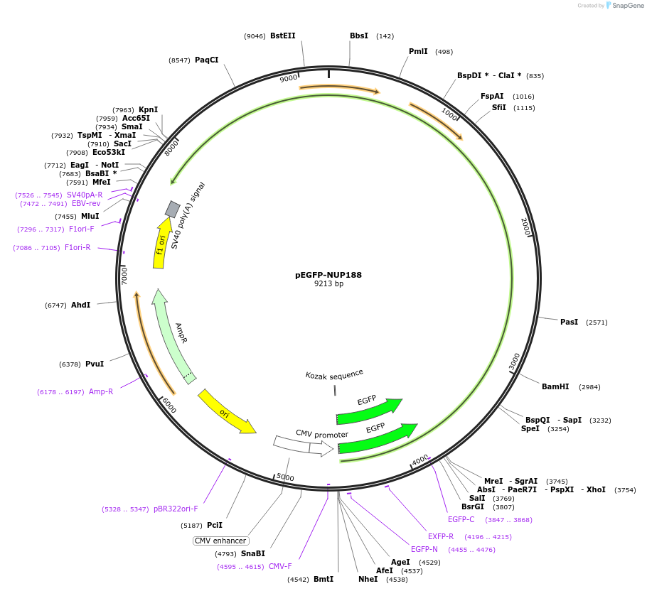 159893-plasmid-map-sequence-id-313971