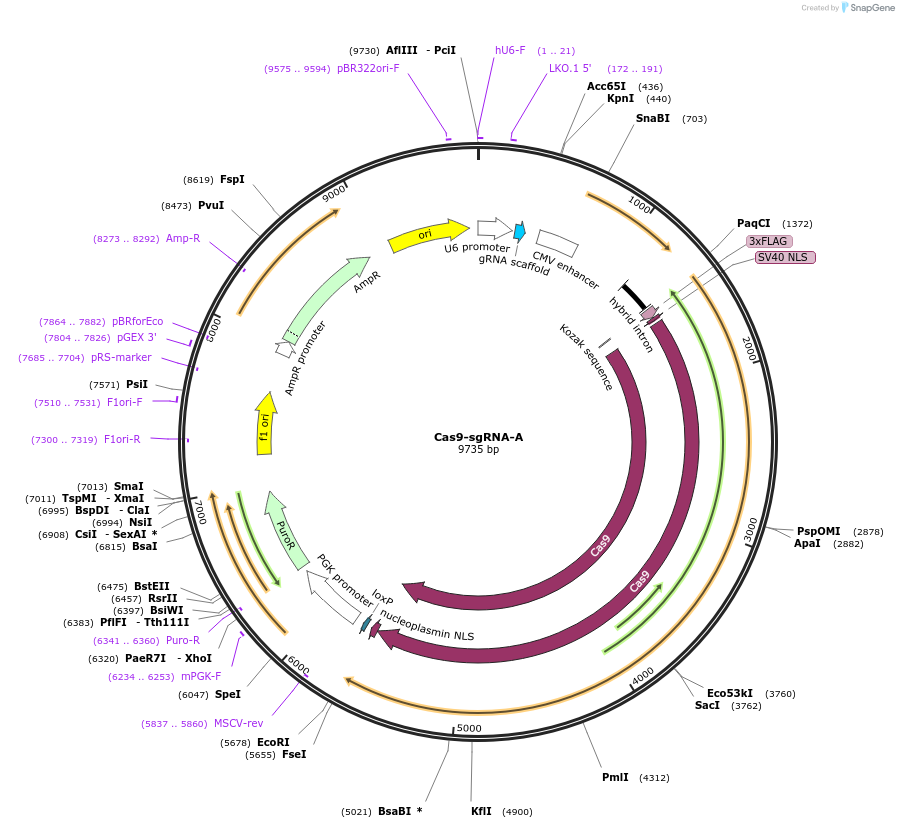 149369-plasmid-map-sequence-id-313973