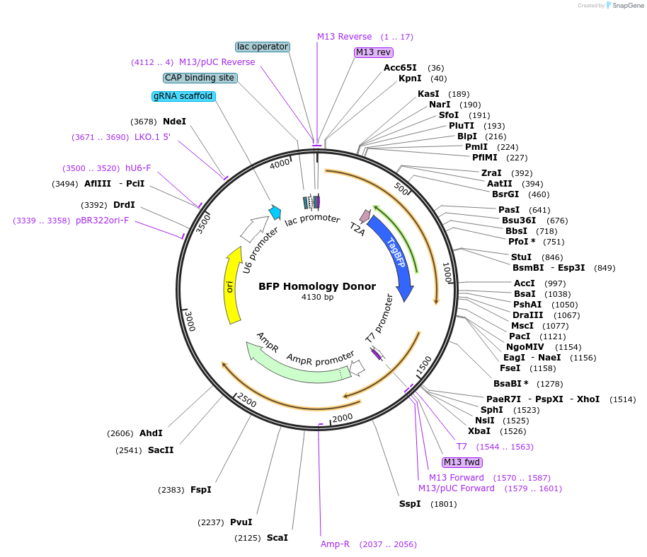 149372-plasmid-map-sequence-id-313974