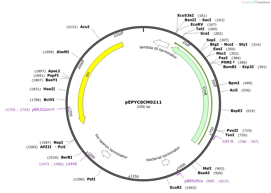 154543-plasmid-map-sequence-id-313978