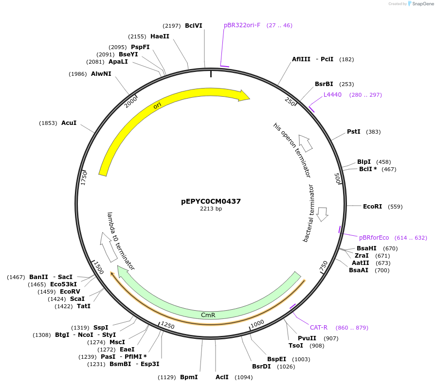 154530-plasmid-map-sequence-id-313979