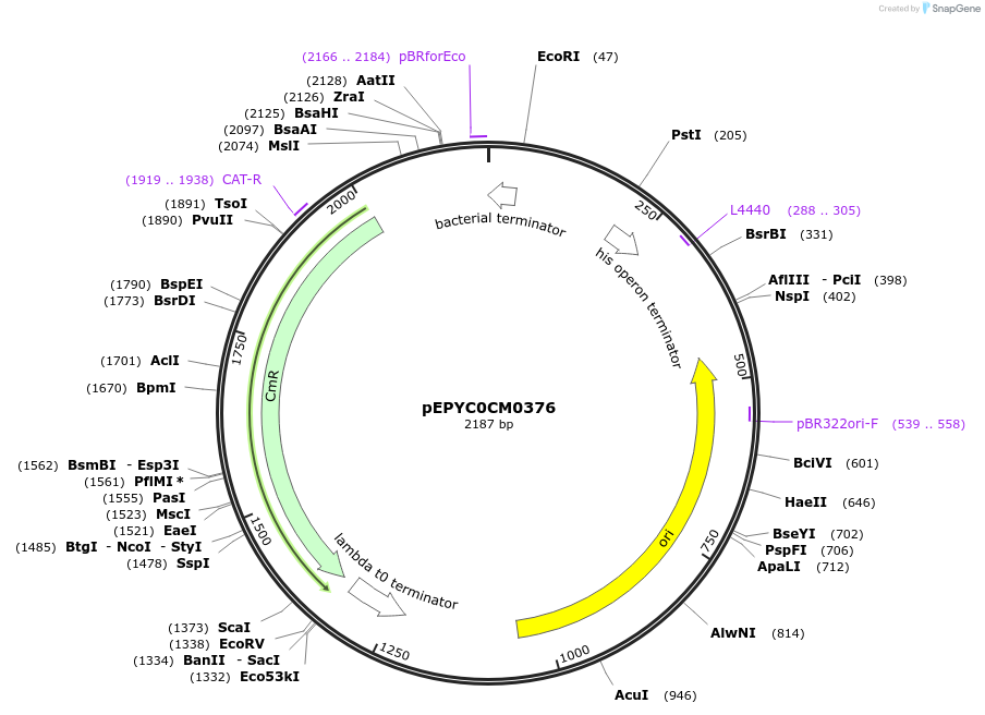 154520-plasmid-map-sequence-id-313980