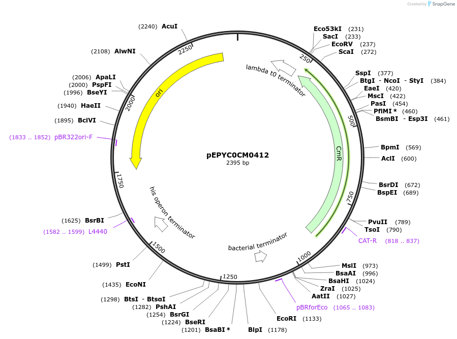 154569-plasmid-map-sequence-id-313981