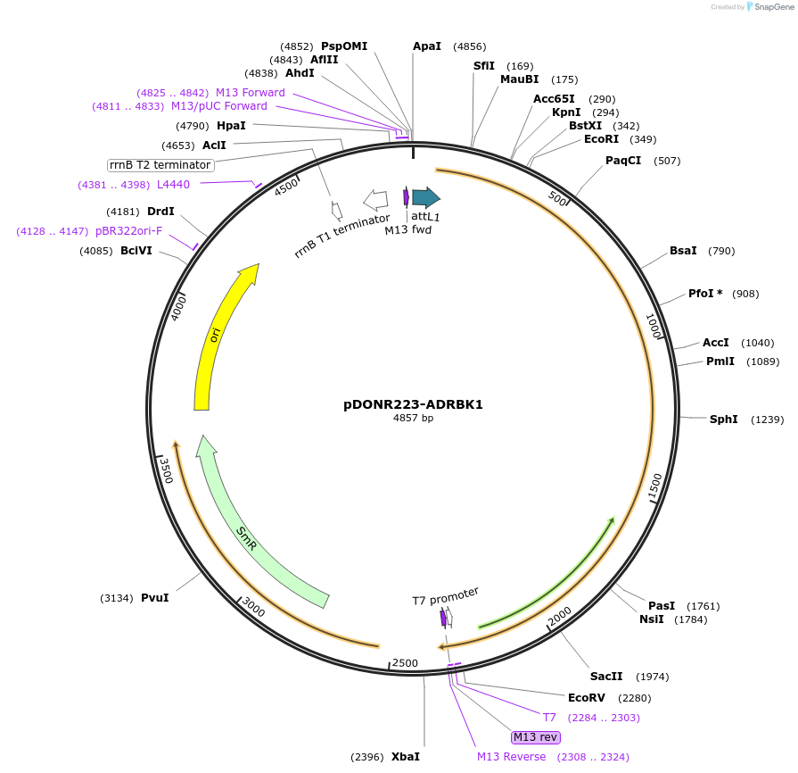 23835-plasmid-map-sequence-id-313982