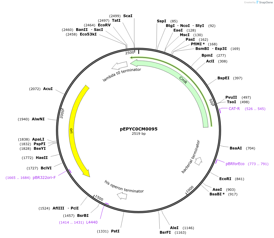 154478-plasmid-map-sequence-id-313983