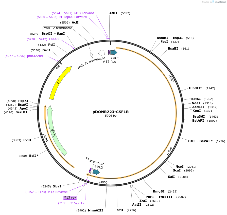 23928-plasmid-map-sequence-id-313985