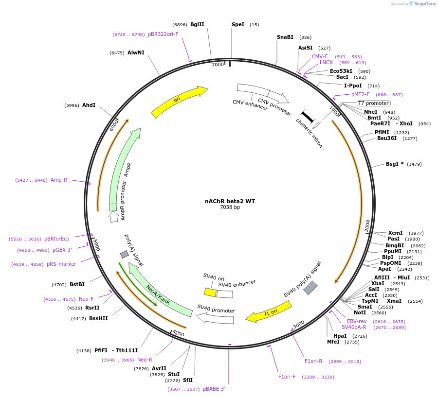 24272-plasmid-map-sequence-id-313986