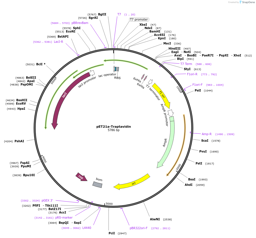 24753-plasmid-map-sequence-id-313989