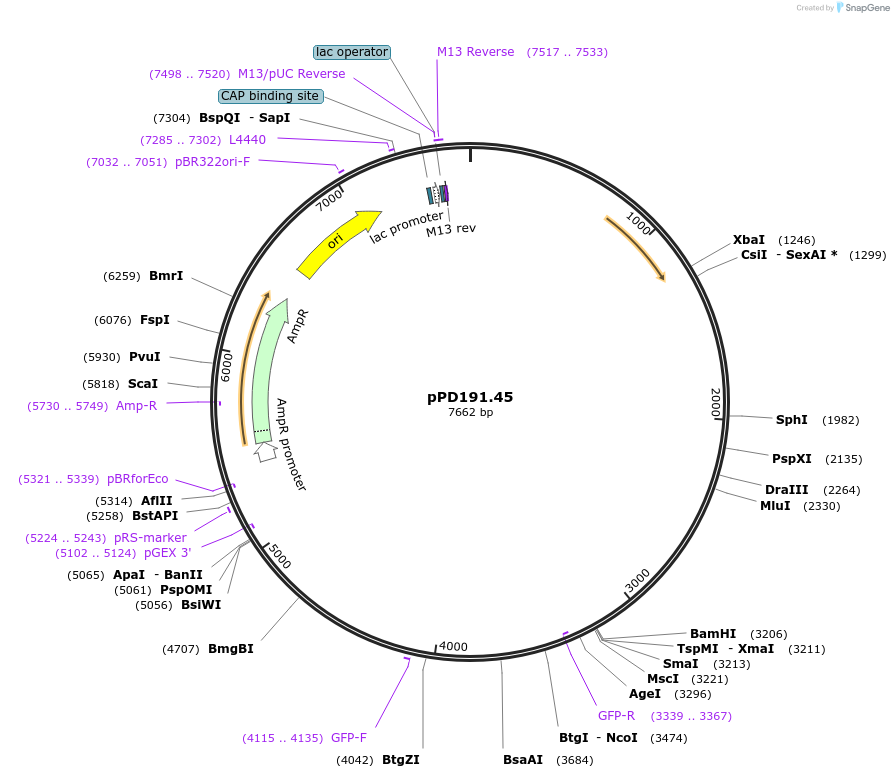 1708-plasmid-map-sequence-id-314