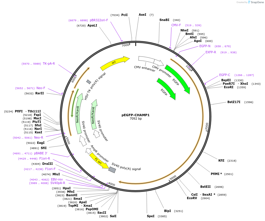159892-plasmid-map-sequence-id-314014