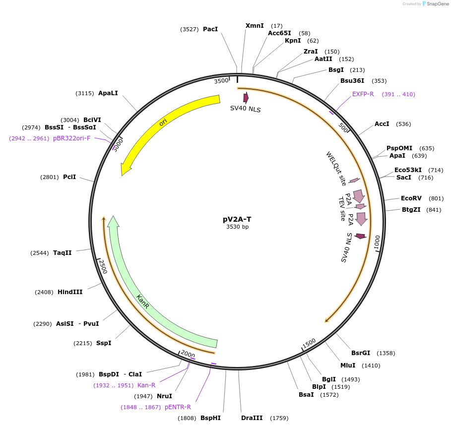 153022-plasmid-map-sequence-id-314021