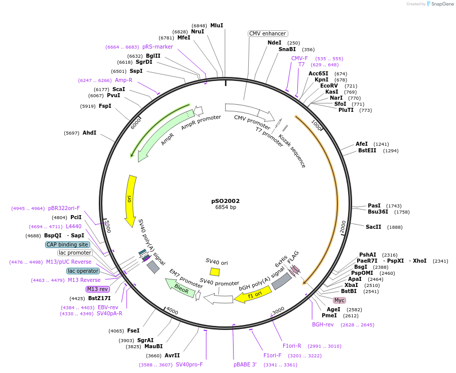 25842-plasmid-map-sequence-id-314028