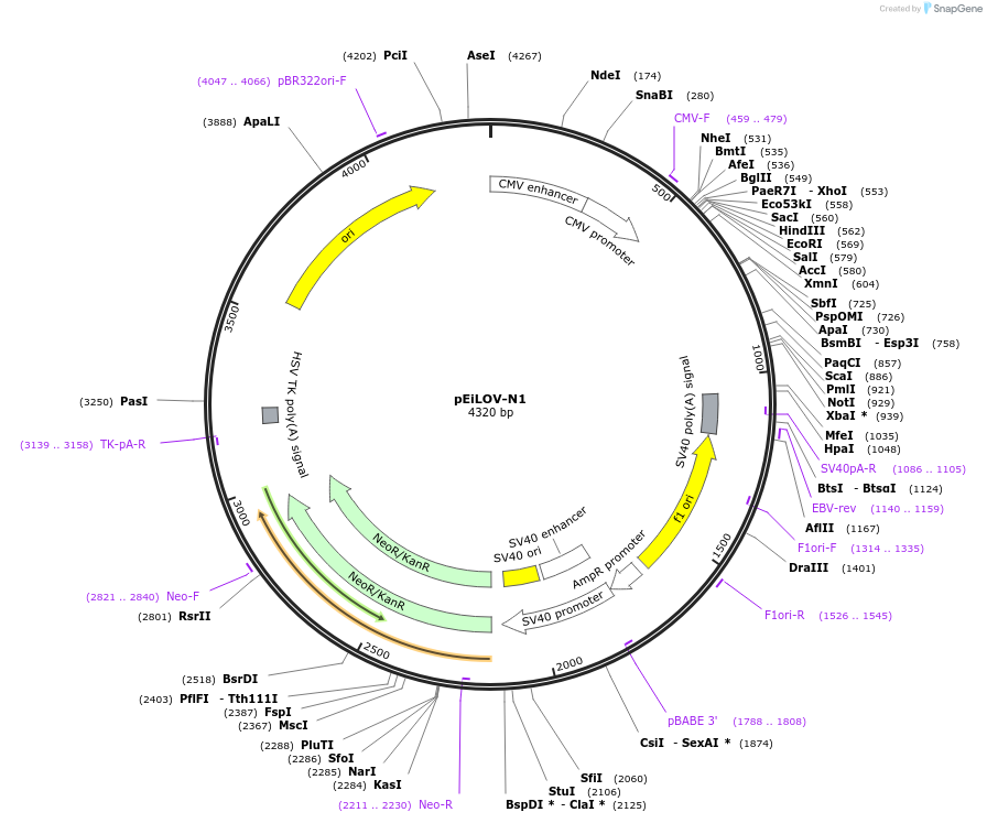 26588-plasmid-map-sequence-id-314030