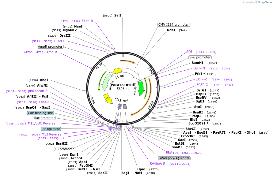 26738-plasmid-map-sequence-id-314031