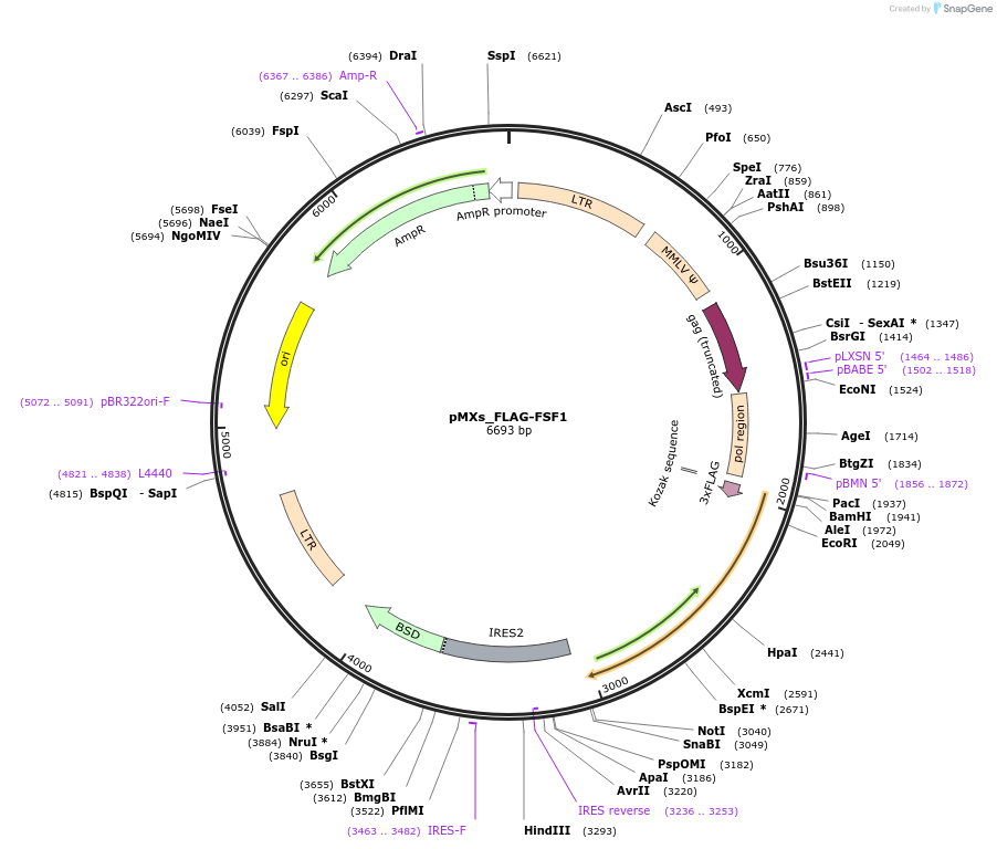 110641-plasmid-map-sequence-id-314032