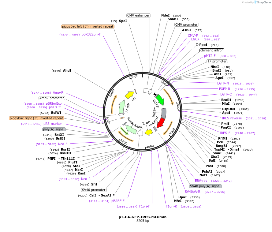 32749-plasmid-map-sequence-id-314036