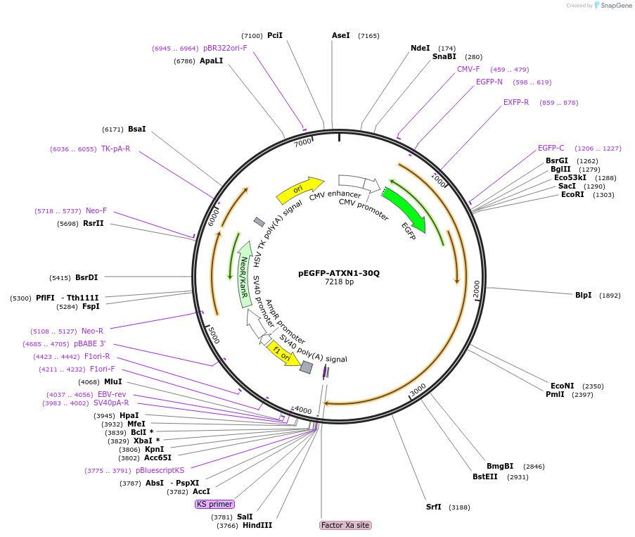 33238-plasmid-map-sequence-id-314039
