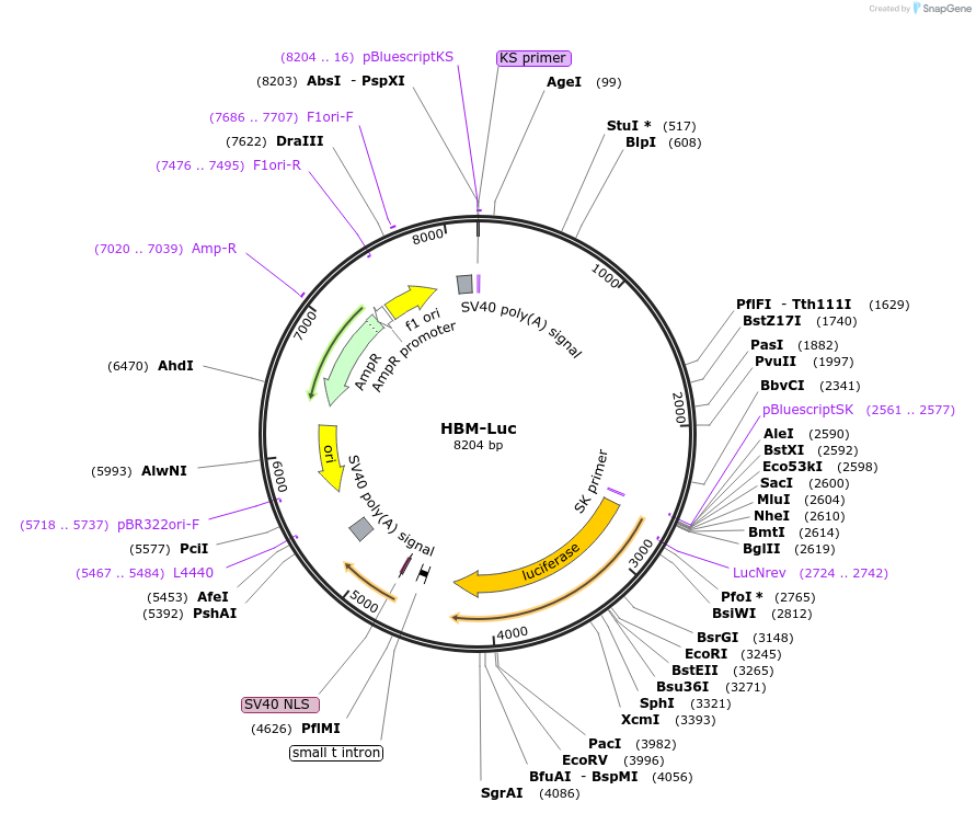 35155-plasmid-map-sequence-id-314041