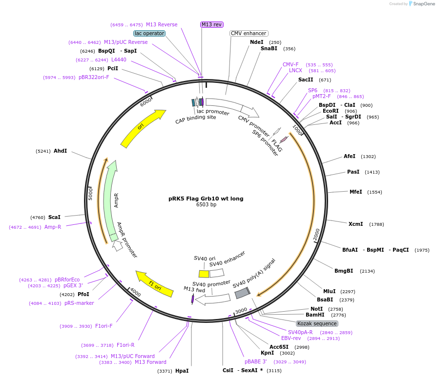 37481-plasmid-map-sequence-id-314042