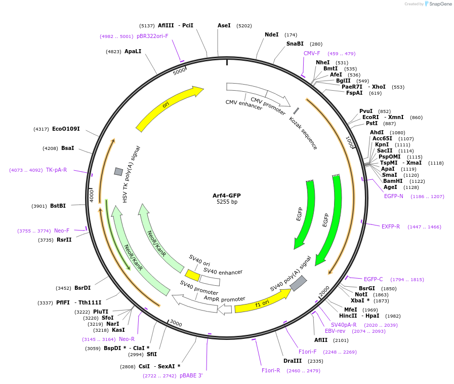 39556-plasmid-map-sequence-id-314043