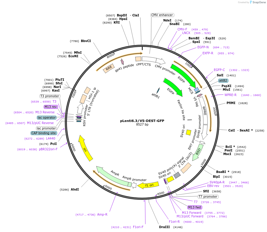 40125-plasmid-map-sequence-id-314044