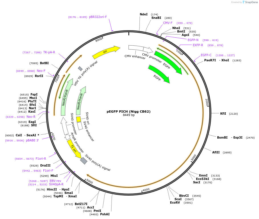 41163-plasmid-map-sequence-id-314046