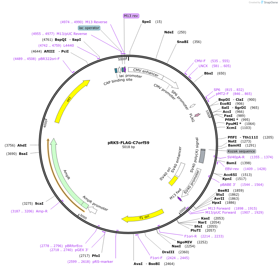 42332-plasmid-map-sequence-id-314060