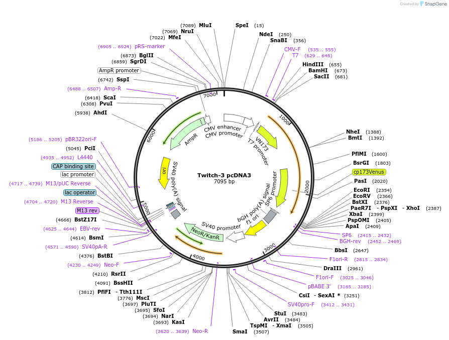 49532-plasmid-map-sequence-id-314082