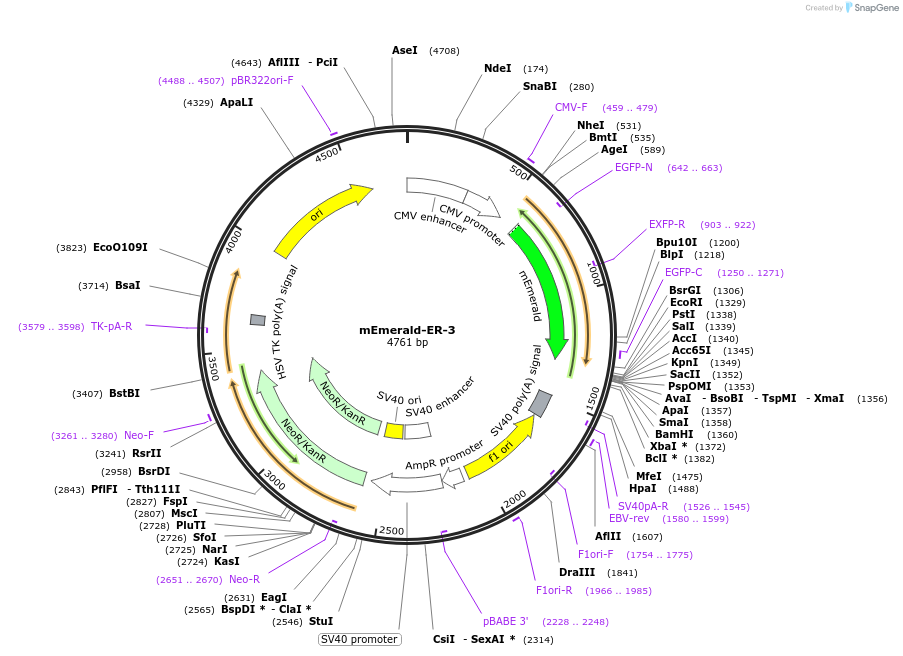 54082-plasmid-map-sequence-id-314084