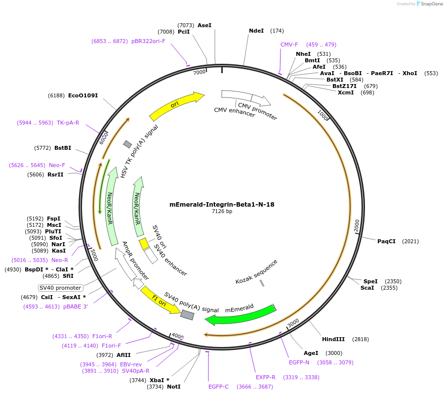54129-plasmid-map-sequence-id-314085