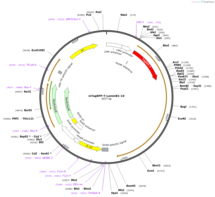 58020-plasmid-map-sequence-id-314090
