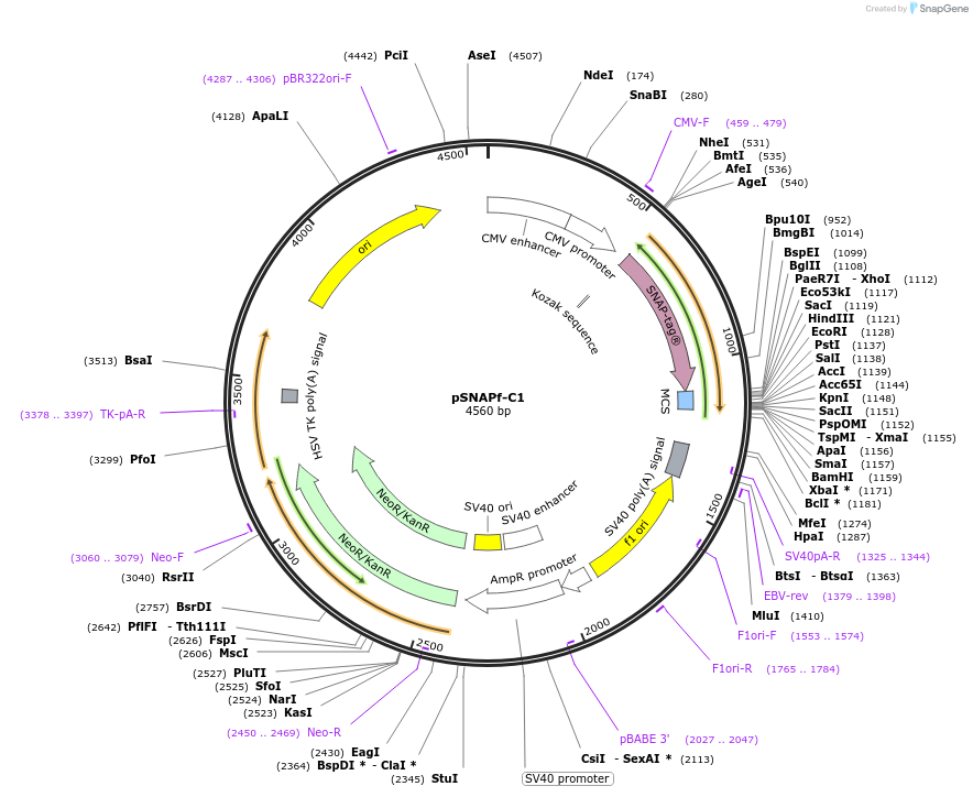 58186-plasmid-map-sequence-id-314094