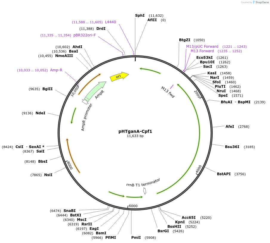 158647-plasmid-map-sequence-id-314144